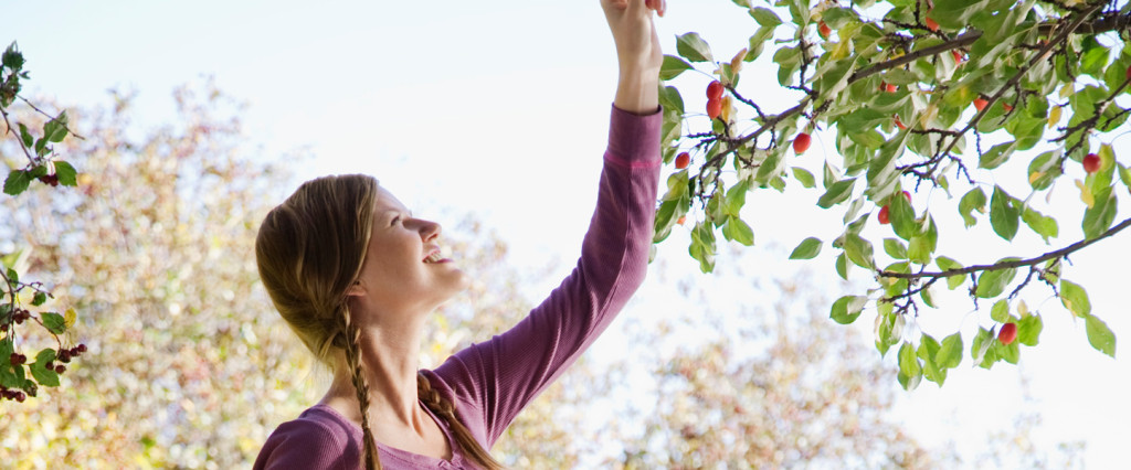 Woman Picking Fruit from Tree